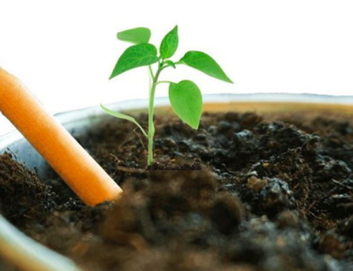 Lápices Germinables