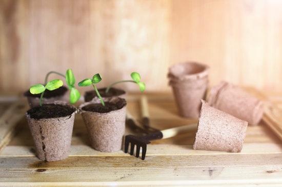 Cultivar es conectar con la vida